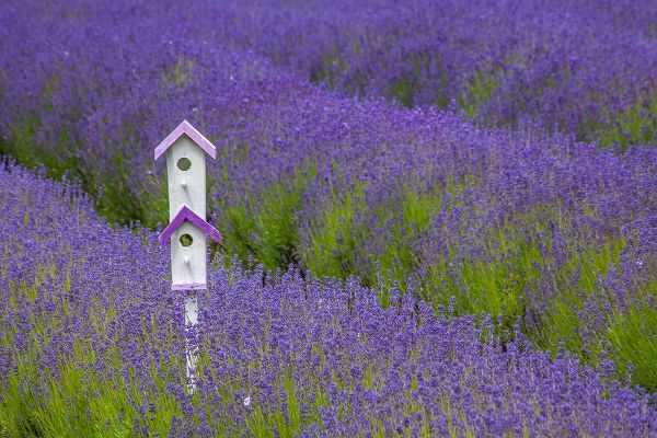 Washington State-Sequim-early summer blooming Lavender fields rows with bird house